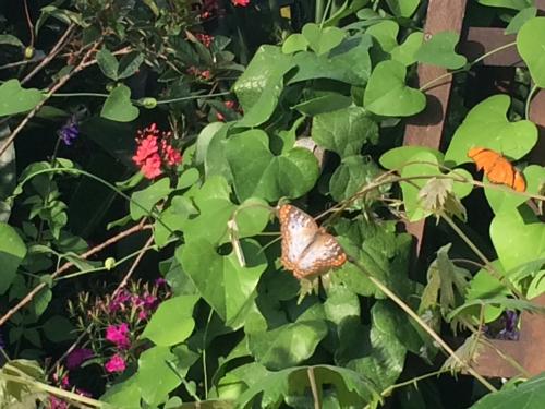 107231523119537524-med